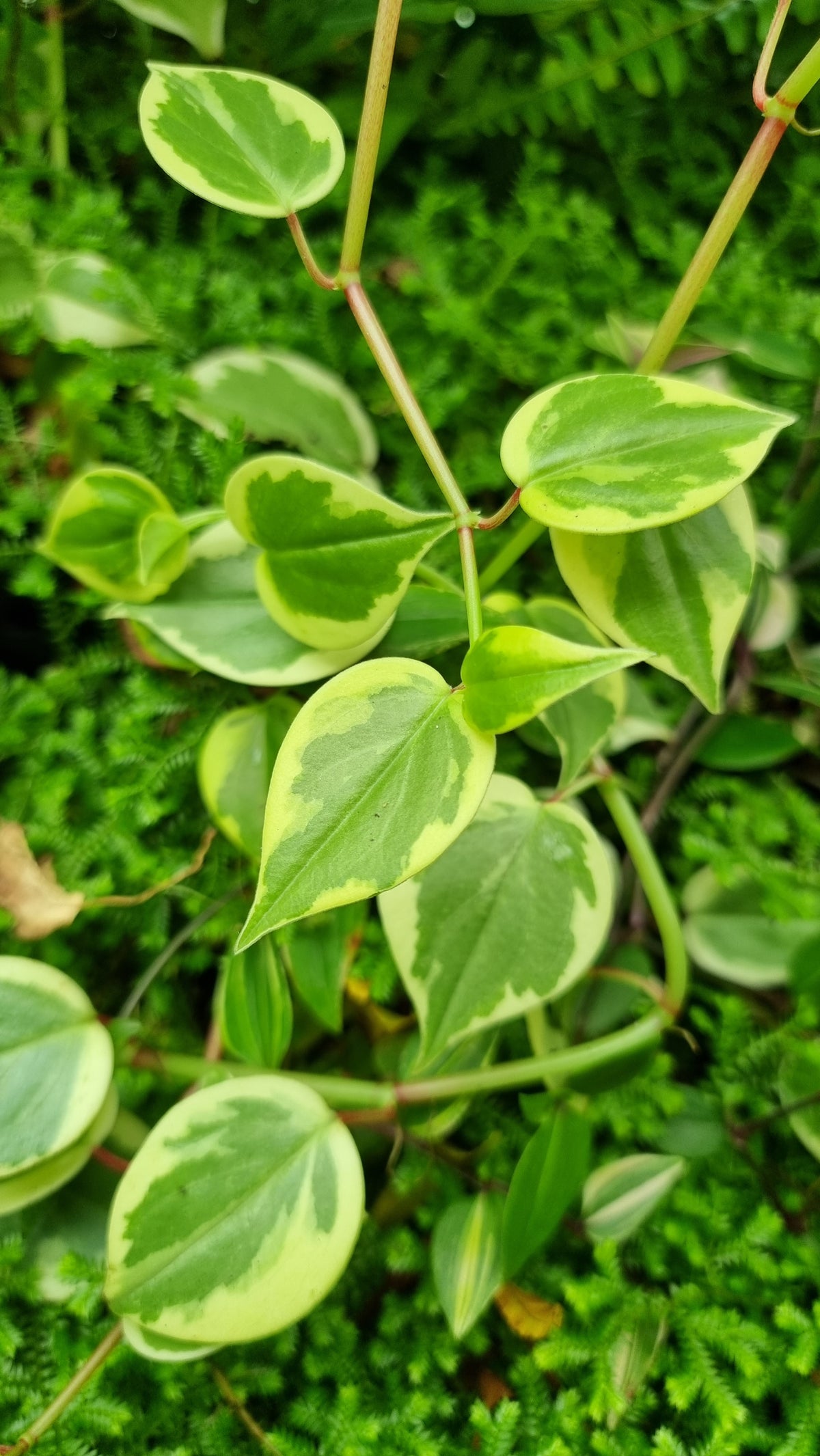 Peperomia scandens variegata - Heart Leaf Peperomia