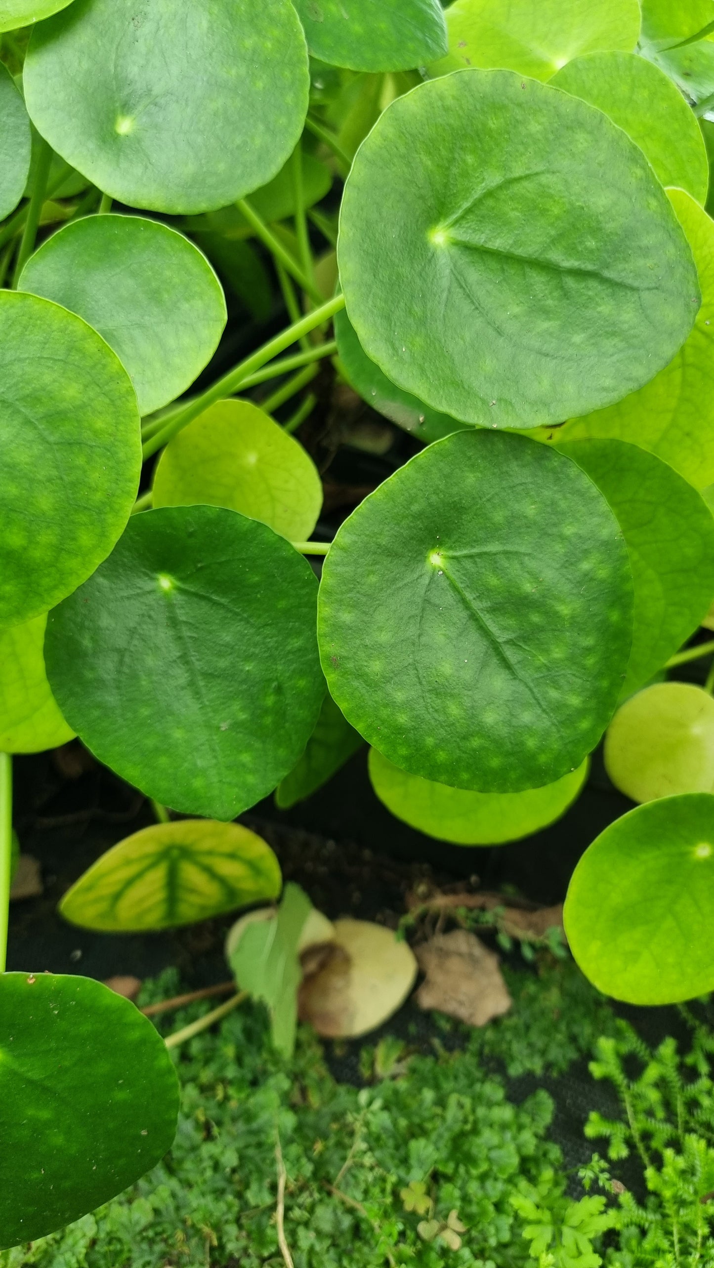 Pilea peperomioides - Chinese Money Plant