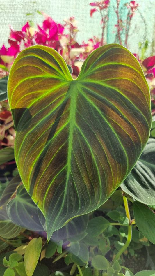 Philodendron rubrijuvenile - El Choco Red