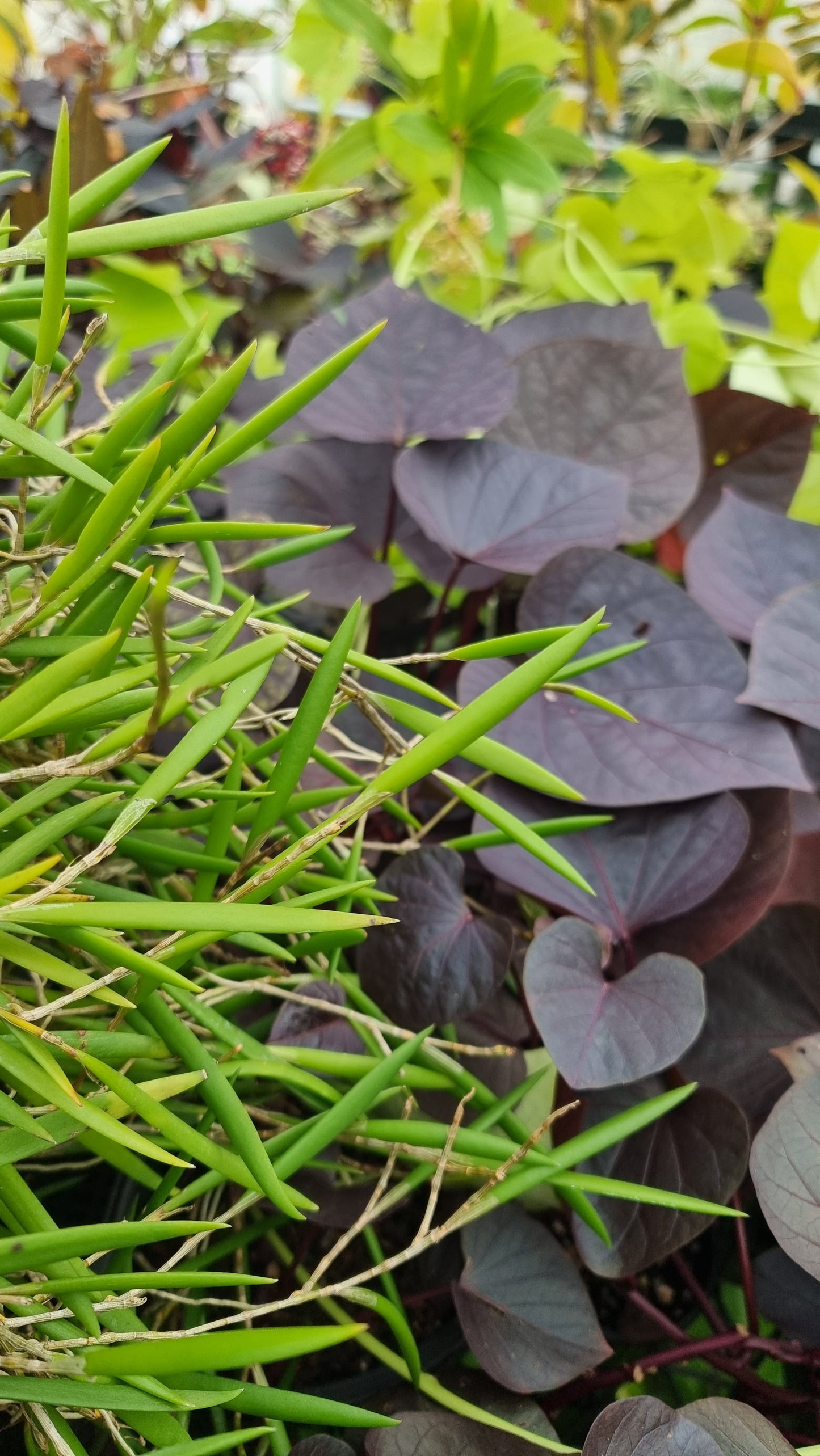 Dendrobium (Dockrillia) 'Dainty Cascade' x pugioniforme - Pencil Orchid Hybrid