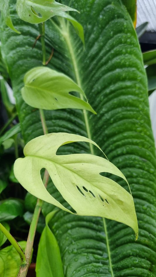 Epipremnum pinnatum 'Cebu Blue' - 蓝龙尾植物