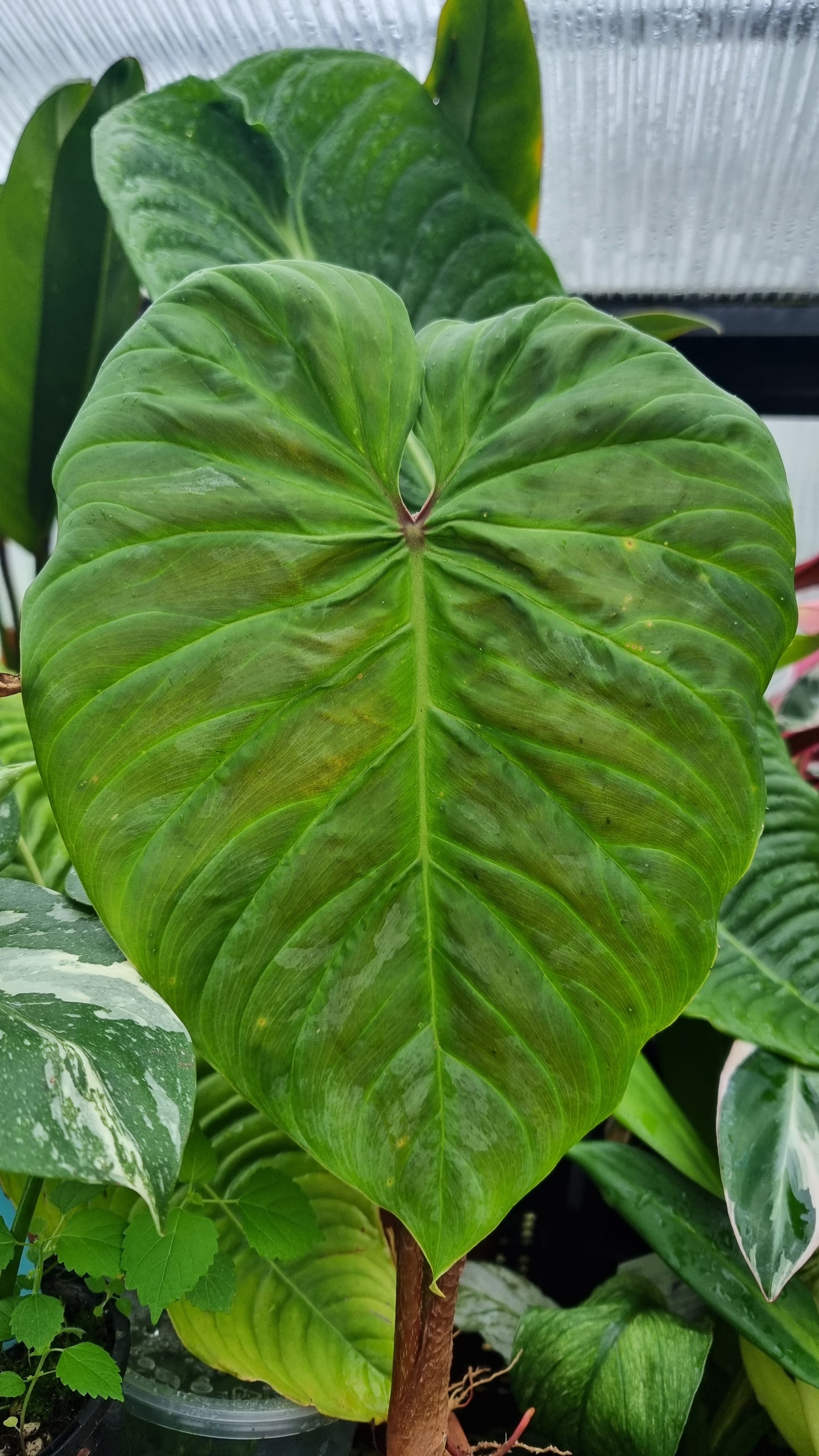 Philodendron verrucosum x sodiroi 'Majestic' - Climbing Aroid