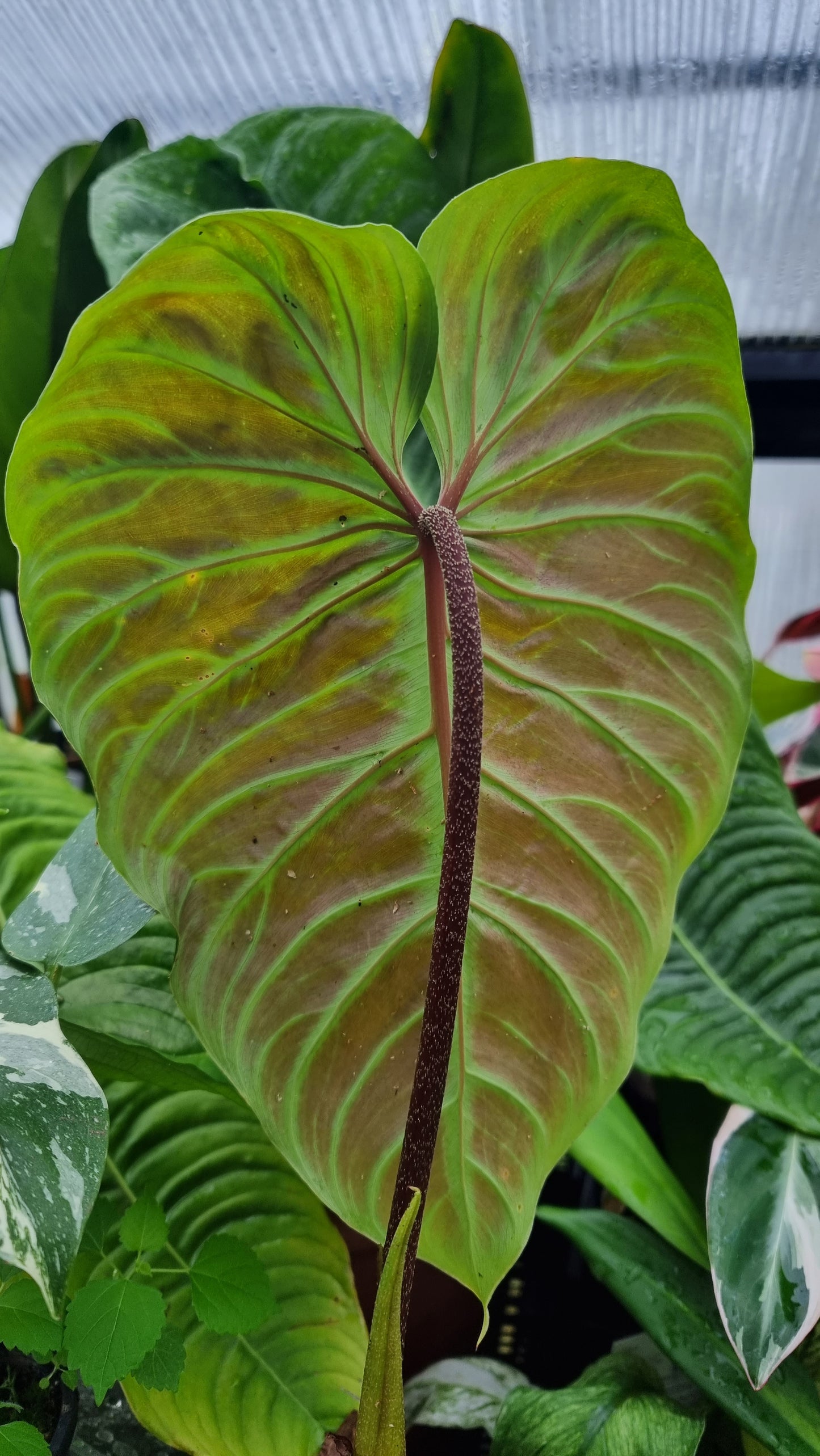 Philodendron verrucosum x sodiroi 'Majestic' - Climbing Aroid