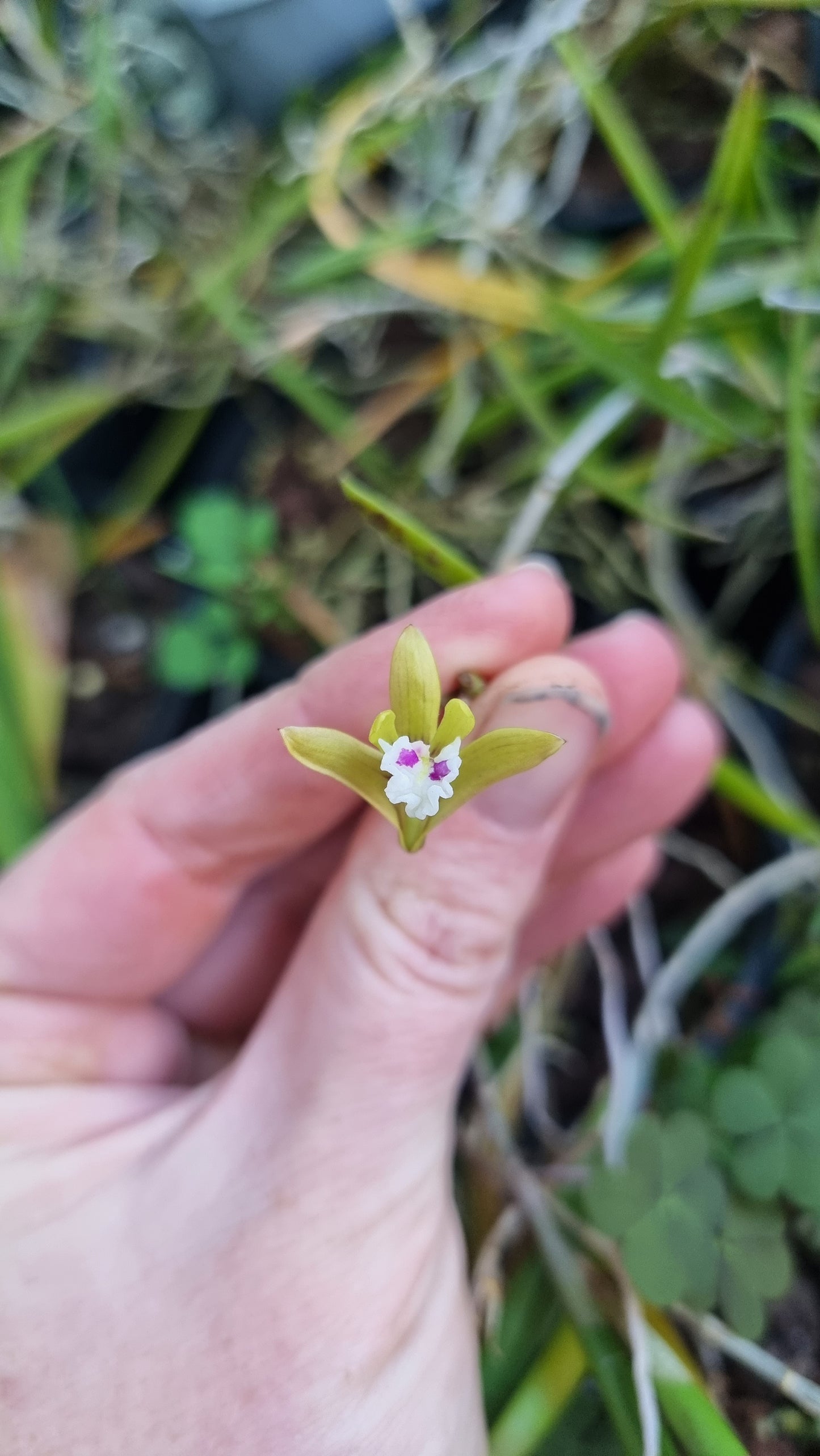 Dendrobium (Dockrillia) 'Dainty Cascade' x pugioniforme - Pencil Orchid Hybrid