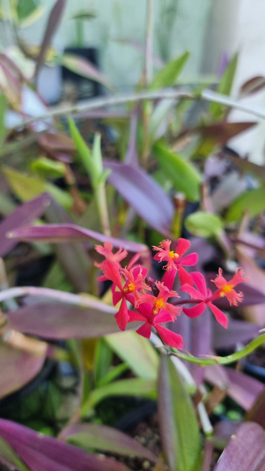 Epidendrum ibaguence - Fire-Star Crucifix Orchid