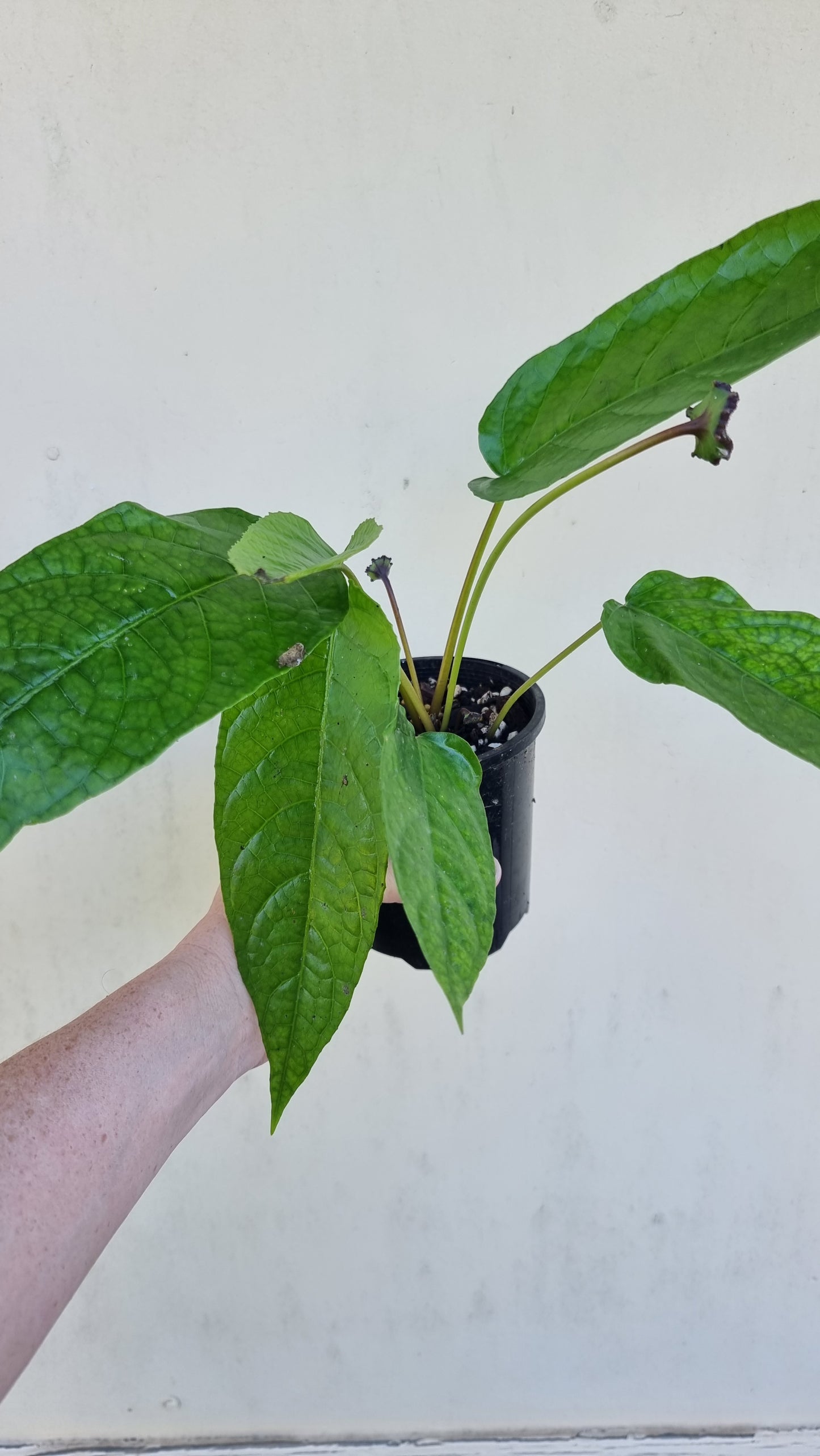 Dorstenia elata - Button Mattress Plant