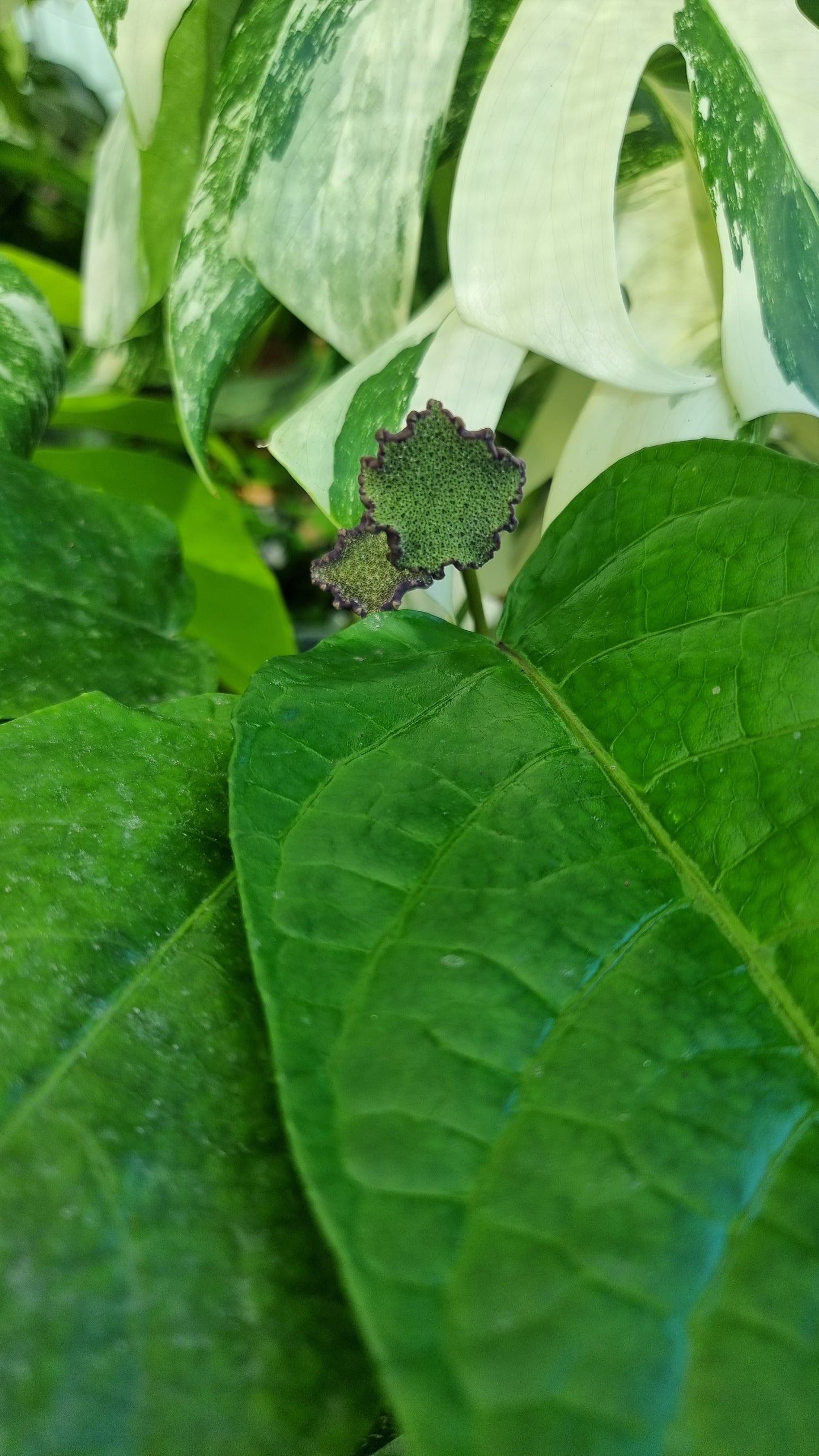 Dorstenia elata - Button Mattress Plant