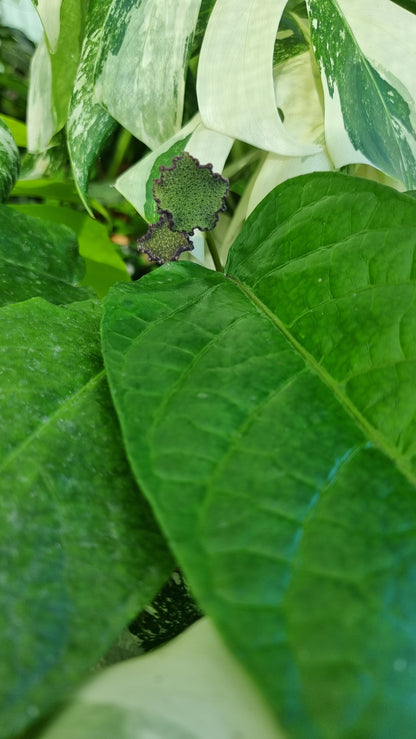 Dorstenia elata - Button Mattress Plant