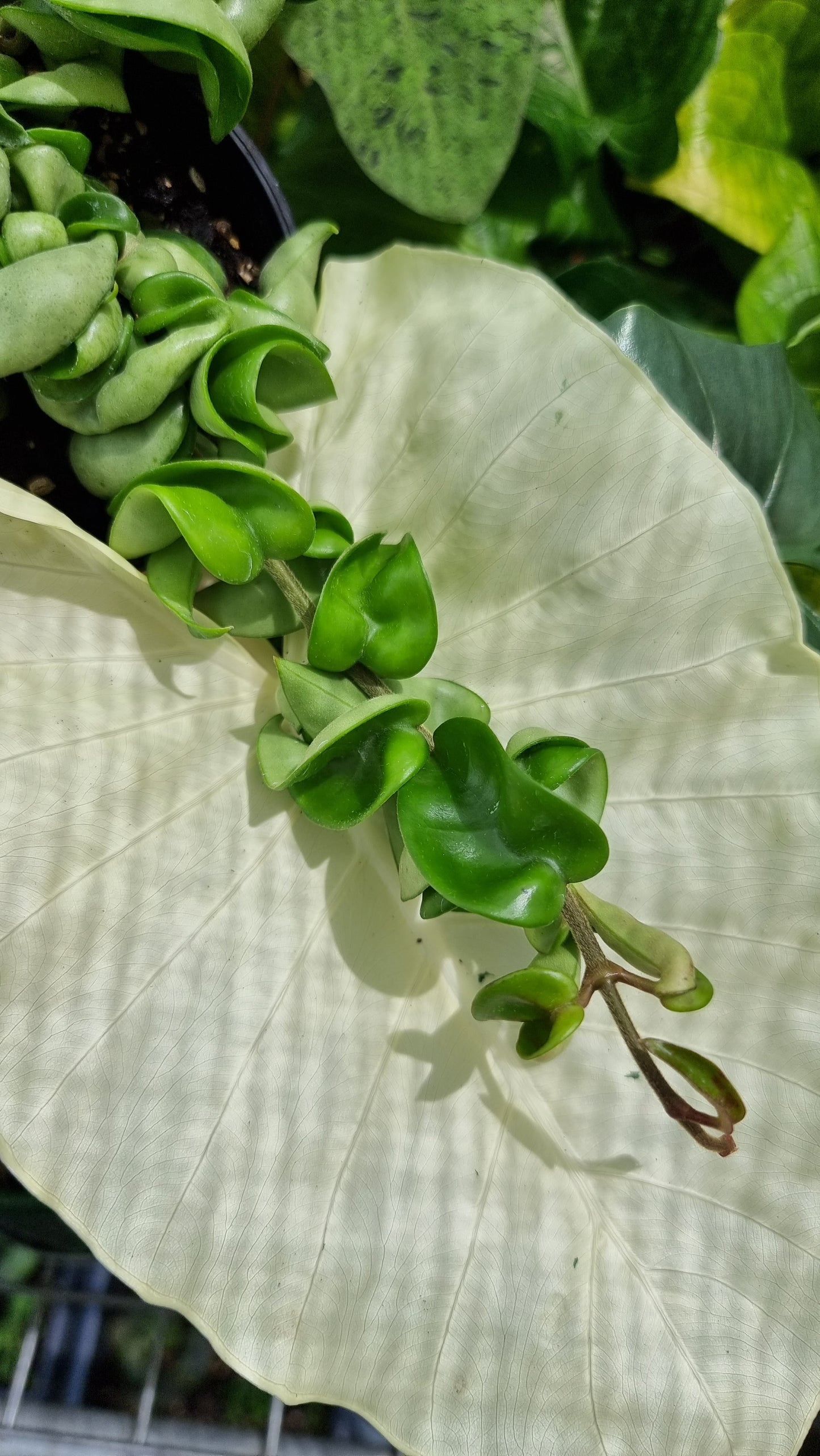 Hoya carnosa 'compacta' - Rope Hoya 