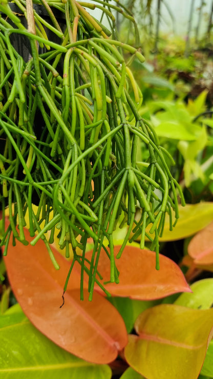 Rhipsalis clavata - 丛林仙人掌