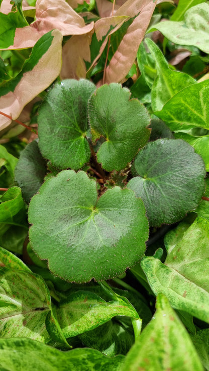 Saxifraga stolonifera - Green