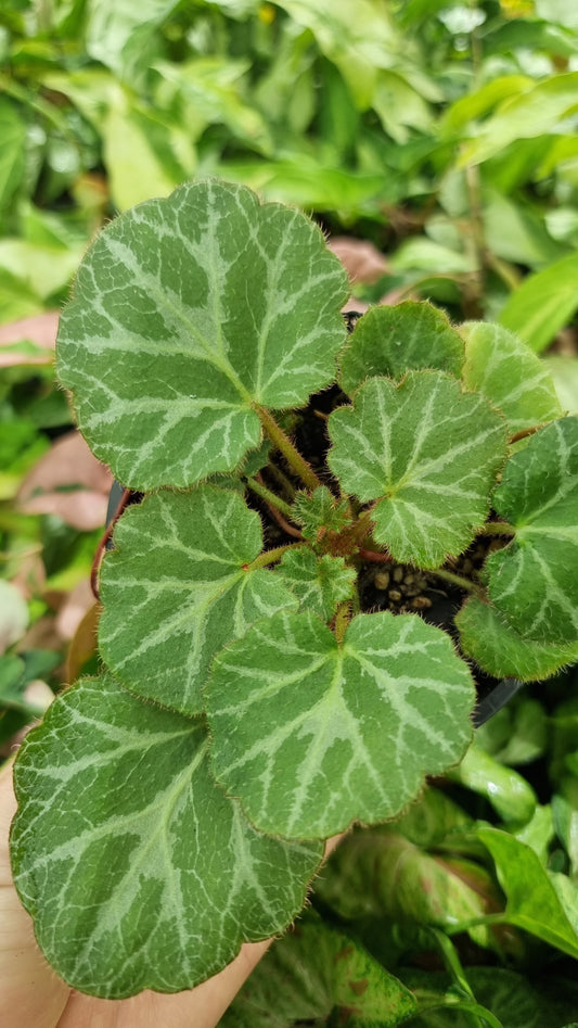 Saxifraga stolonifera - Green with White/Grey veining