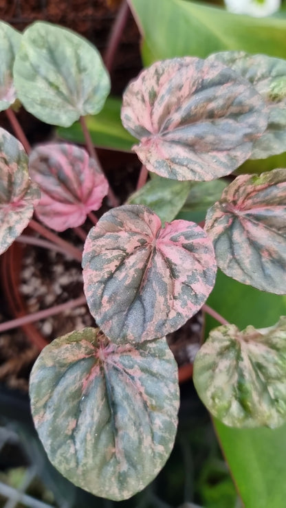 Peperomia caperata 'Pink Lady'