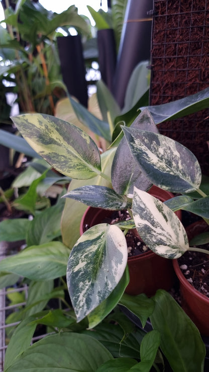 Peperomia maculosa 'Xiang Cao' variegata - Variegated Radiator Plant