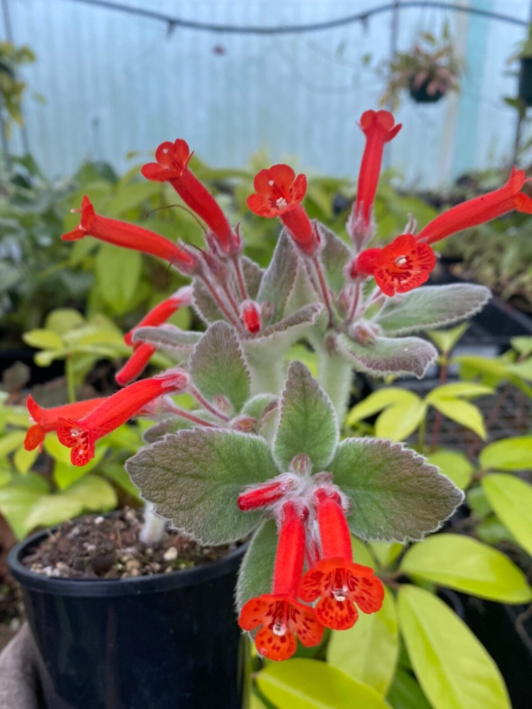 Sinningia x 'Crushed Velvet' - Caudiciform Root'd Plants 