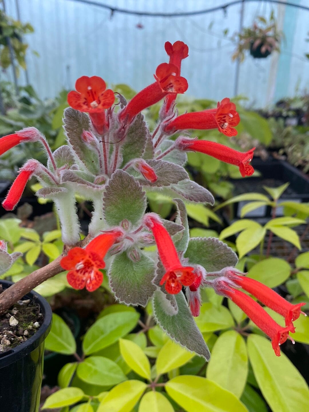 Sinningia x 'Crushed Velvet' - Caudiciform Root'd Plants 