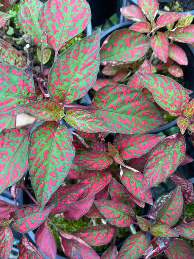 Hypoestes phyllostachya - Red Root'd Plants 