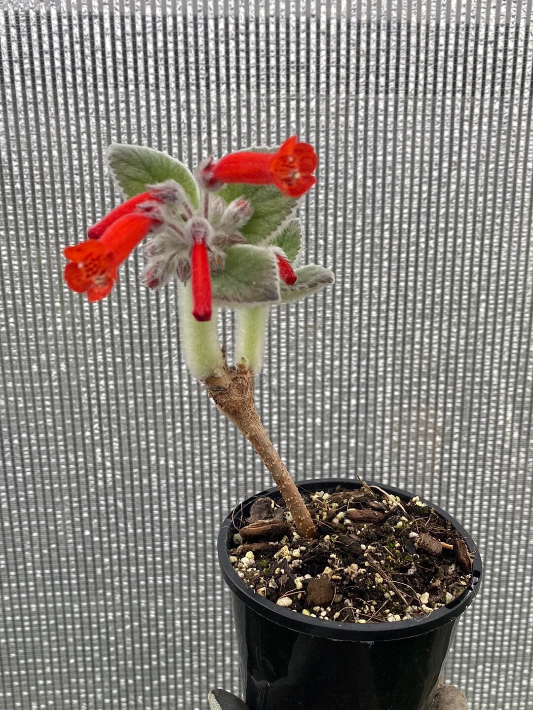 Sinningia x 'Crushed Velvet' - Caudiciform Root'd Plants 100mm 
