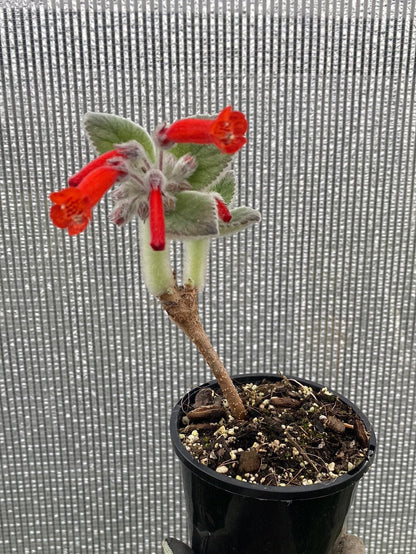 Sinningia x 'Crushed Velvet' - Caudiciform Root'd Plants 100mm 