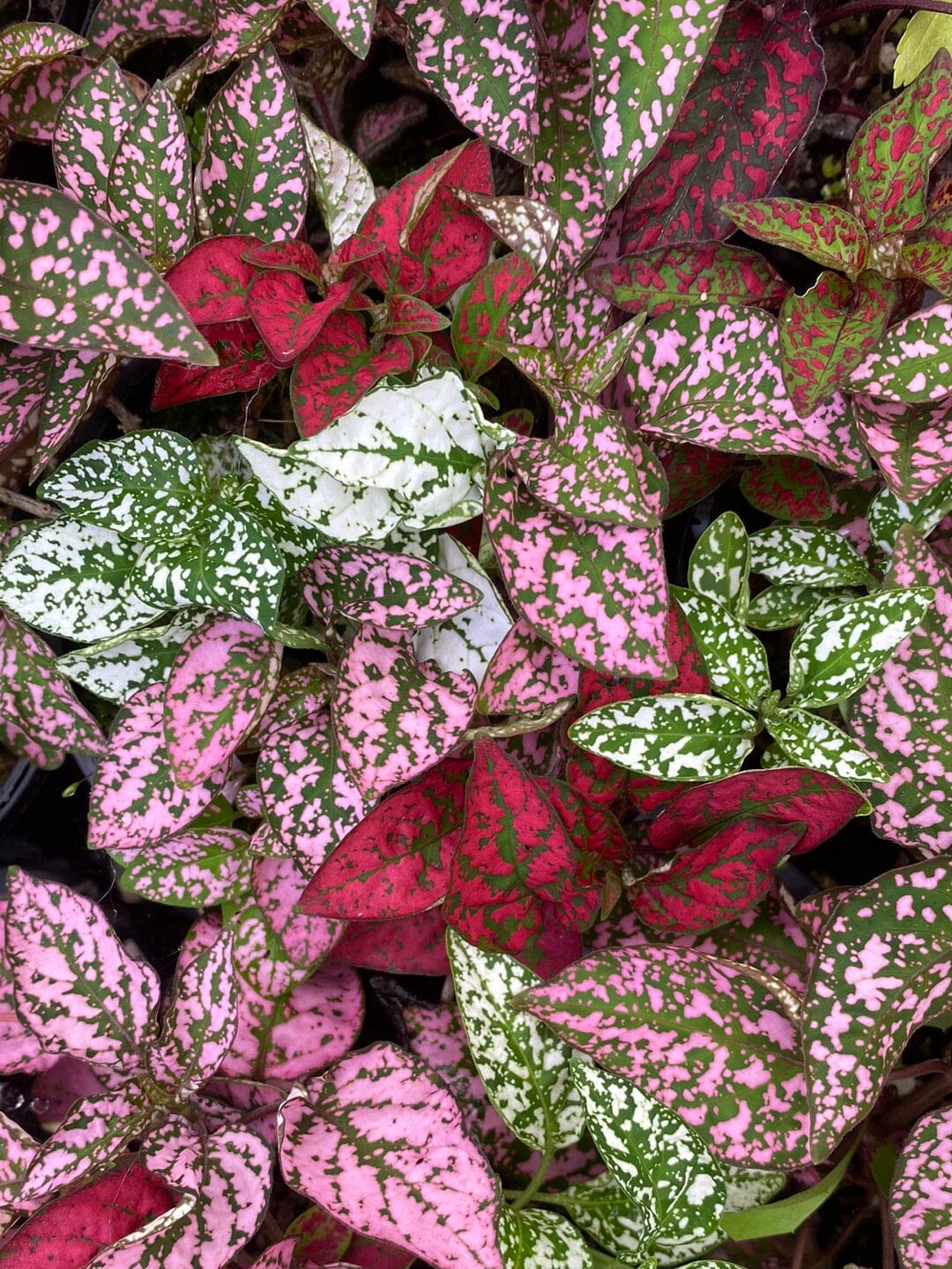 Hypoestes phyllostachya Trio - Polka Dot Plant Root'd Plants 
