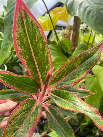 Aglaonema commutatum ‘Siam Aurora’ - Chinese Evergreen Root'd Plants 