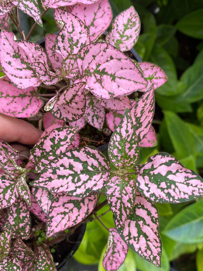 Hypoestes phyllostachya 'Pink' - Polka Dot Plant Root'd Plants 