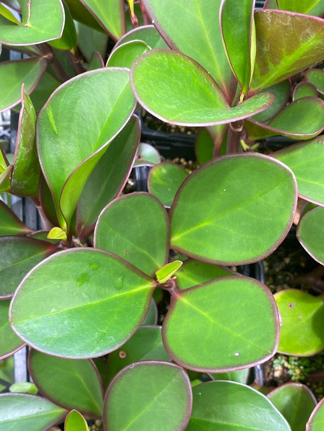 Peperomia clusiifolia 'Red Edge' - Red Edge Radiator Plant Root'd Plants 