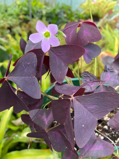 Oxalis triangularis - Purple Shamrock Root'd Plants 