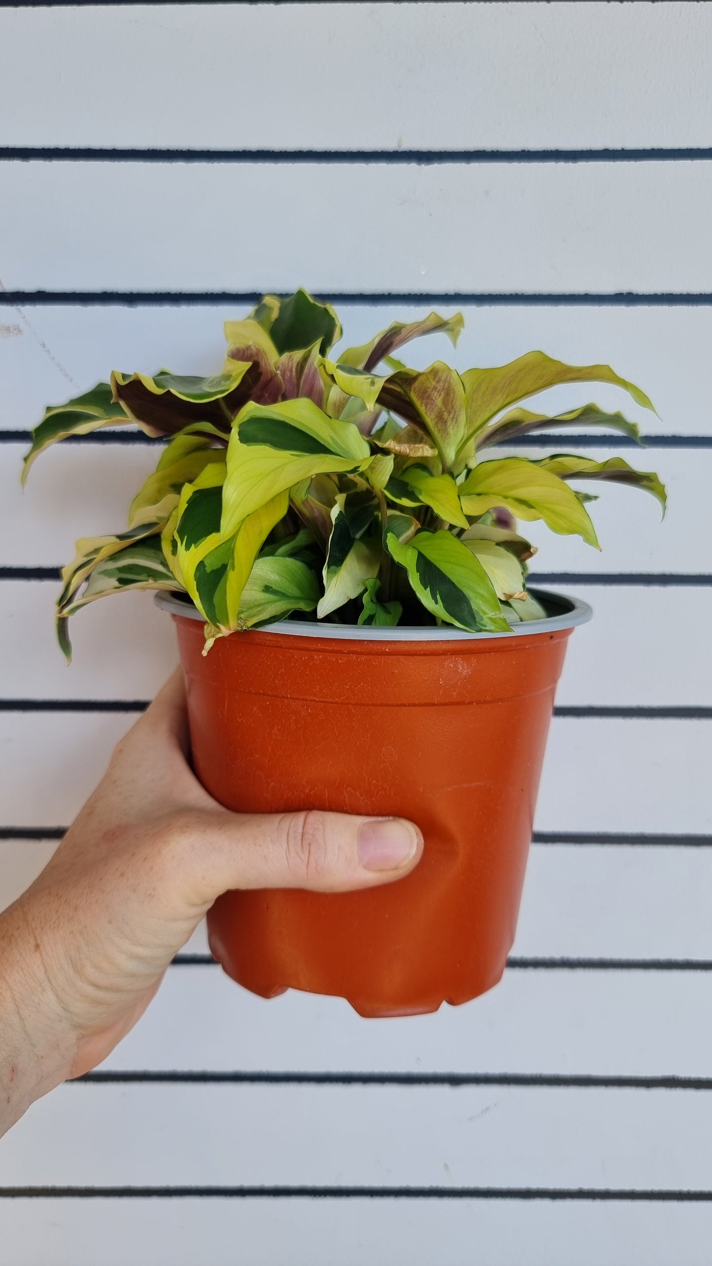 Goeppertia (Calathea) louisae ‘Thai Beauty’