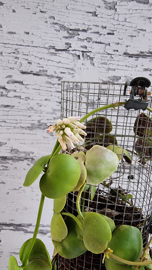 Dischidia platyphylla '所羅門群島'