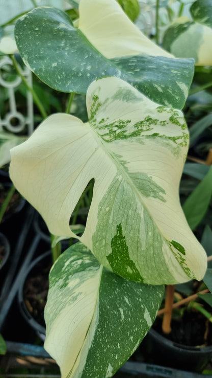 龜背竹美味'泰國星座-雜色水果沙拉植物