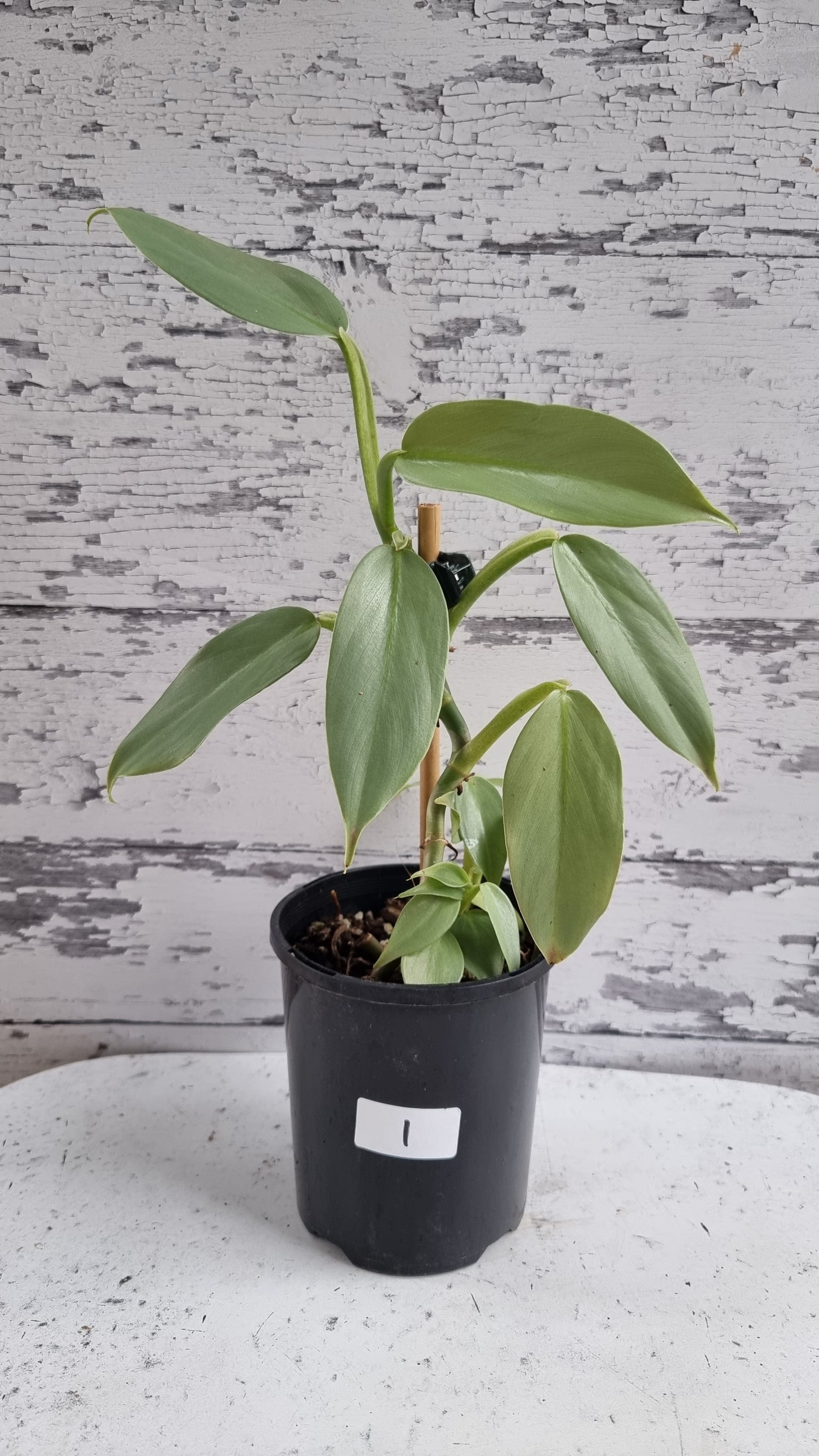 Philodendron hastatum ‘Silver Sword’