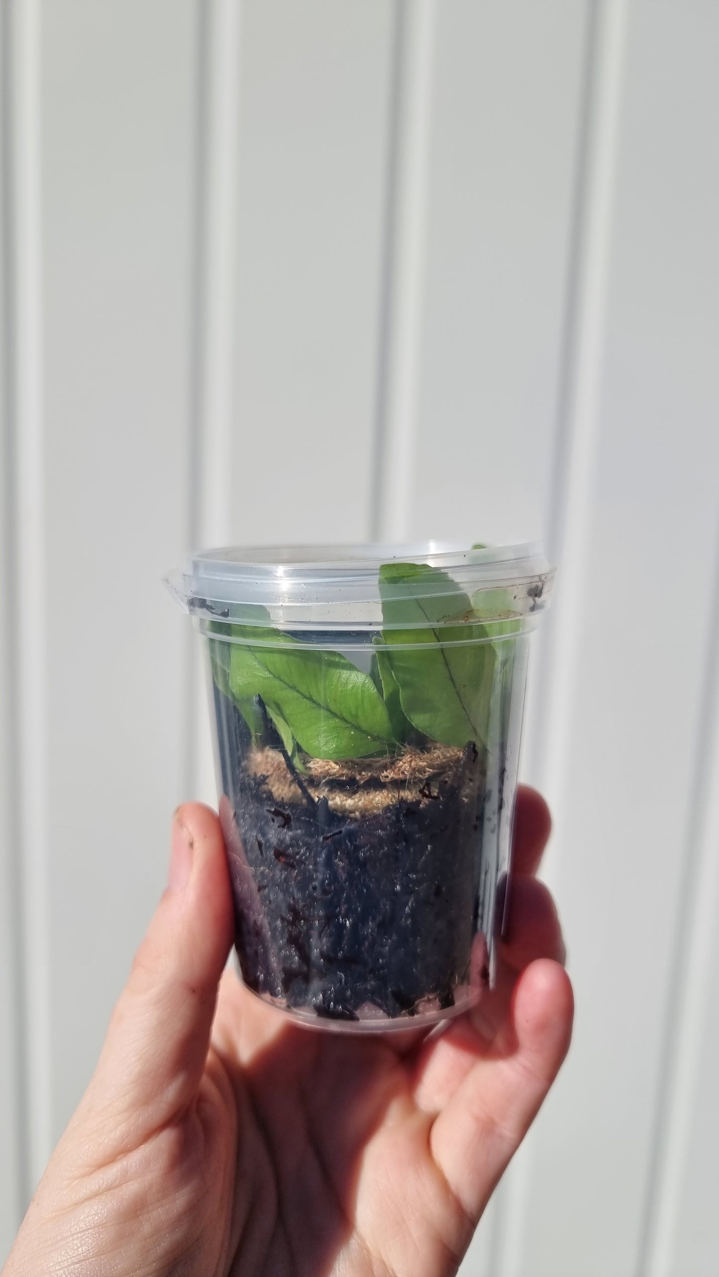 Microgramma vacciniifolia - 根茎蕨