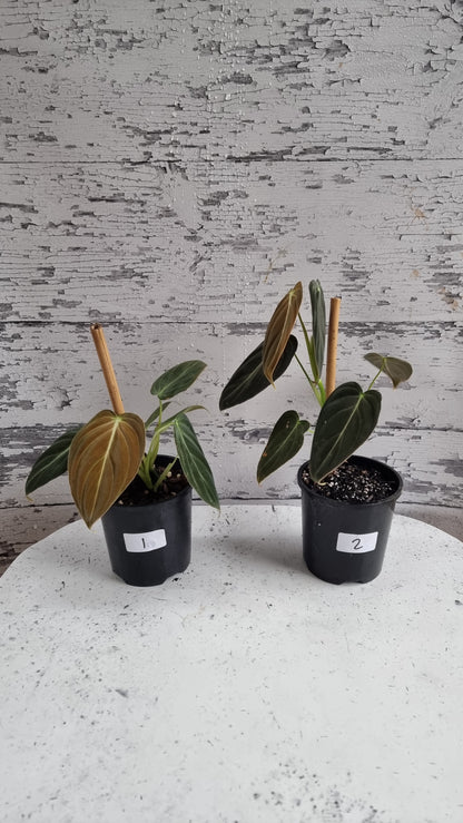 Philodendron melanochrysum