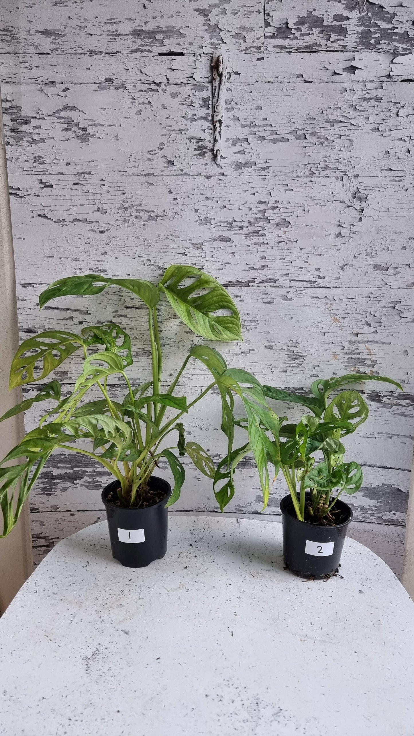 Monstera adansonii 'Monkey Mask' - Swiss Cheese Plant