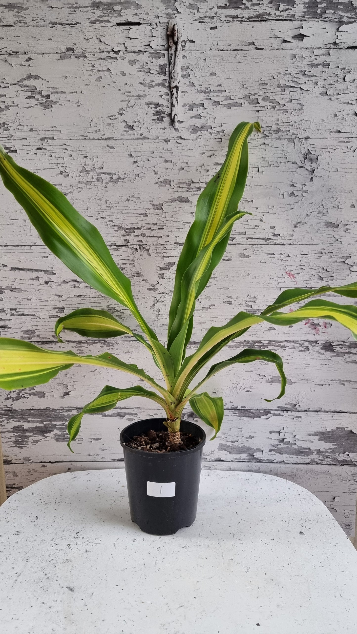 Draceana fragrans cv. Massangeana - Happy Plant