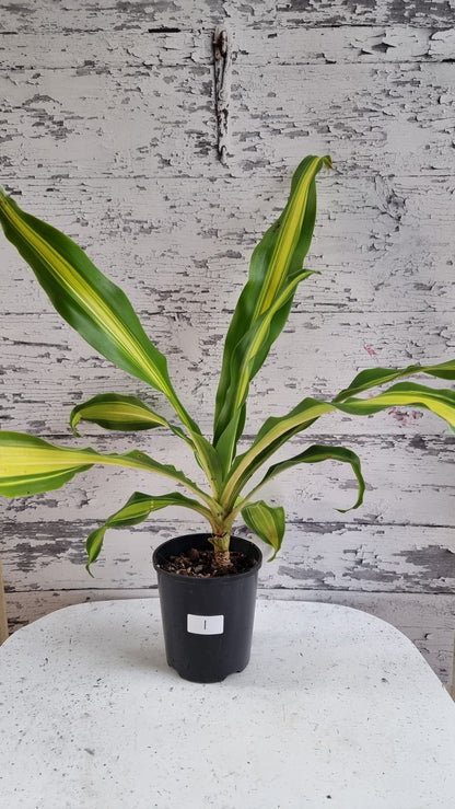 Draceana fragrans cv. Massangeana - Happy Plant