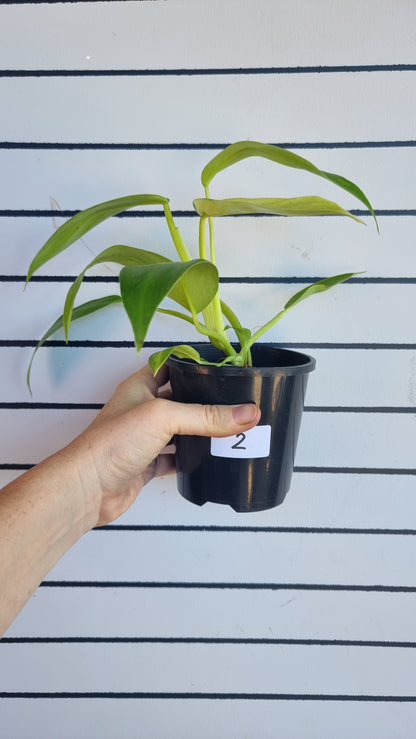 Philodendron 'Jose Buono'