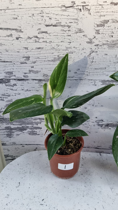 Monstera standleyana variegata