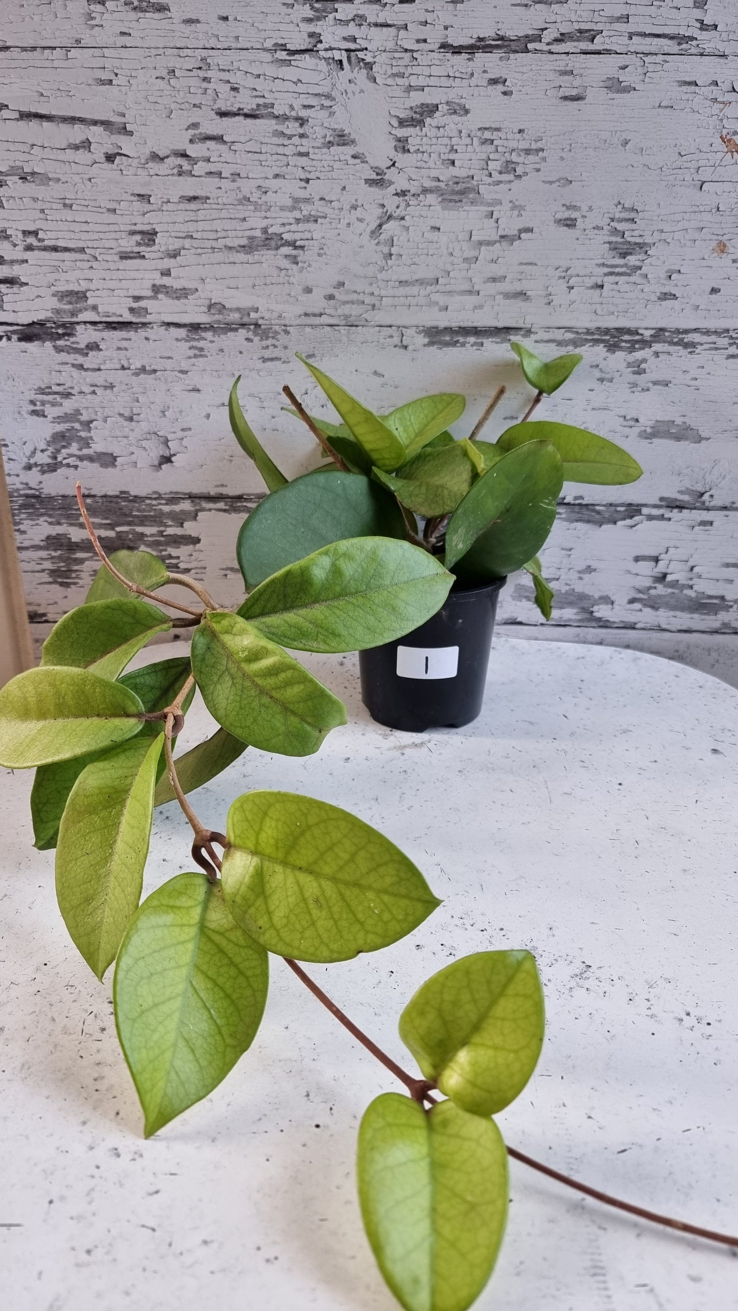 Hoya fungii - Wax Vine Plant