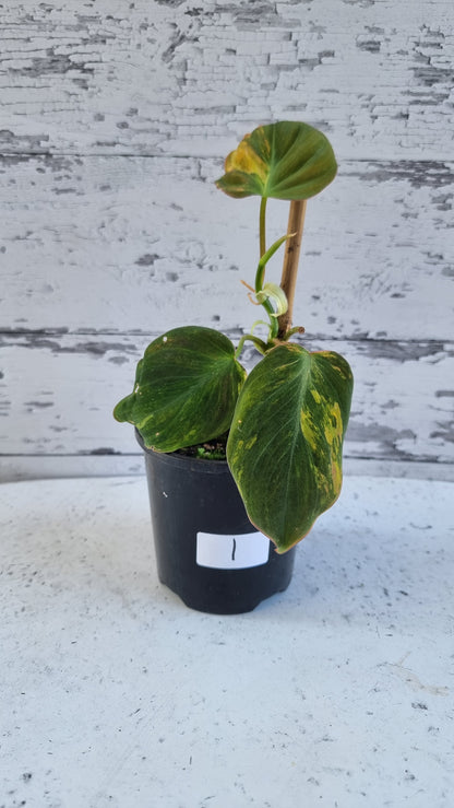 Philodendron hederaceum var hederaceum variegata - Variegated Micans