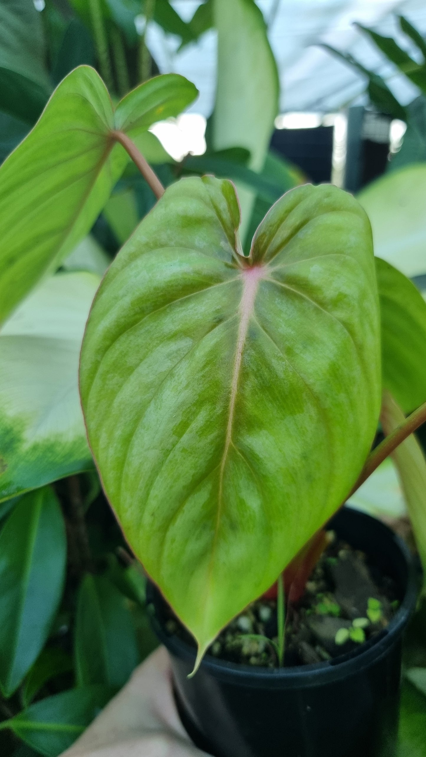 Philodendron NOID 'TC pastazanum silver'