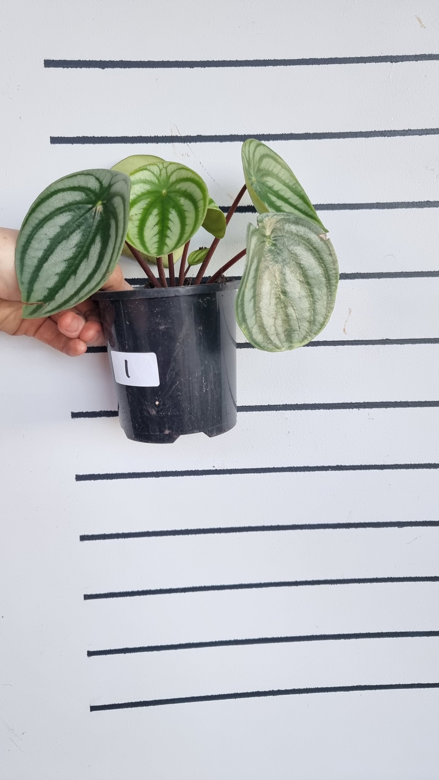 Peperomia argyreia - Watermelon Peperomia (Non-TC)