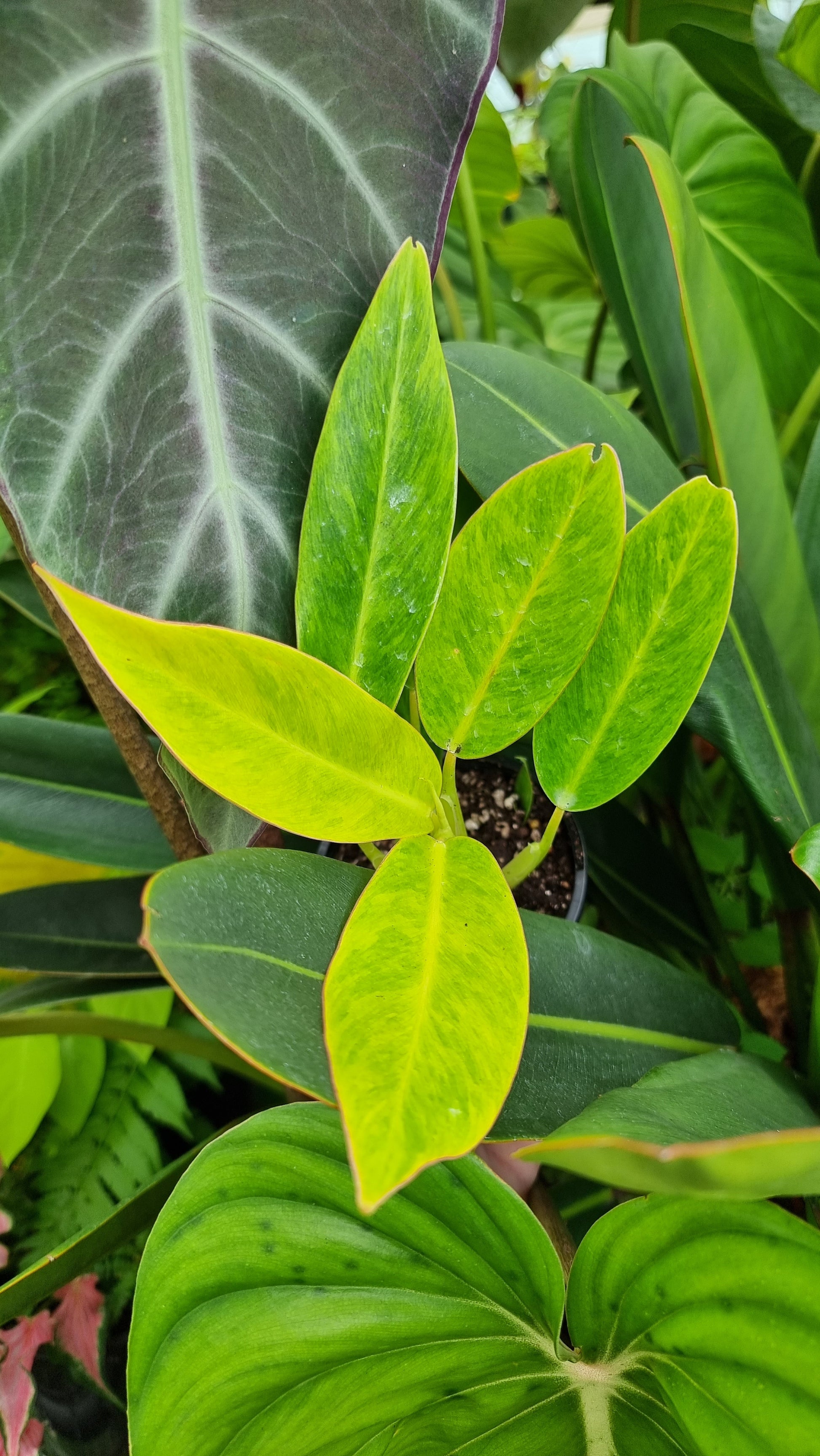 philodendron calkins Philodendron 'Calkins Gold' – Root'd Plants