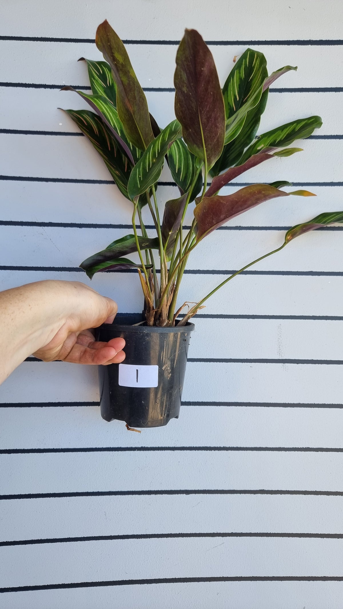 Goeppertia (Calathea) ‘美丽之星’ - 彩虹细条纹植物