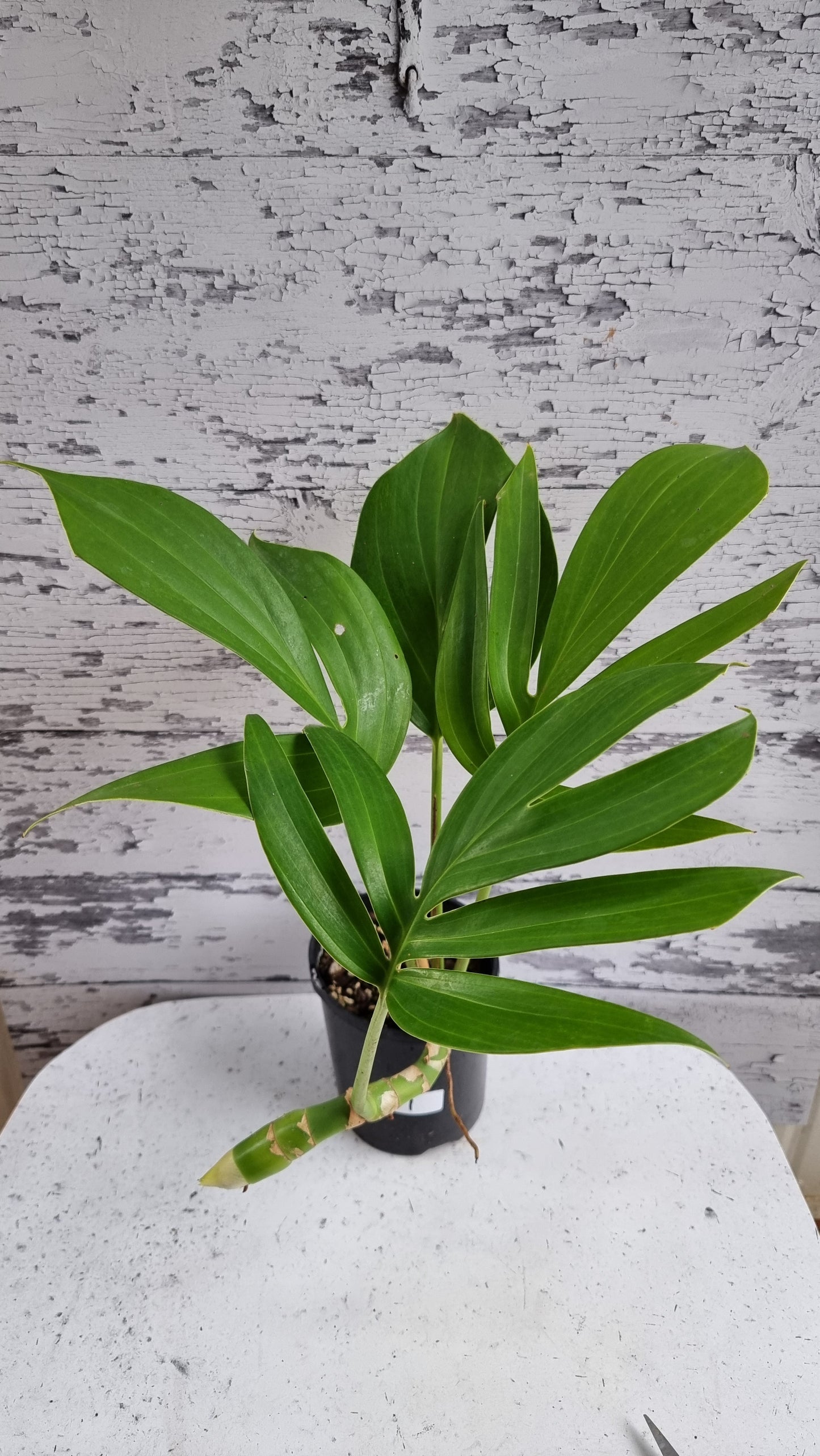 Rhaphidophora decursiva - Dragons Tail Plant