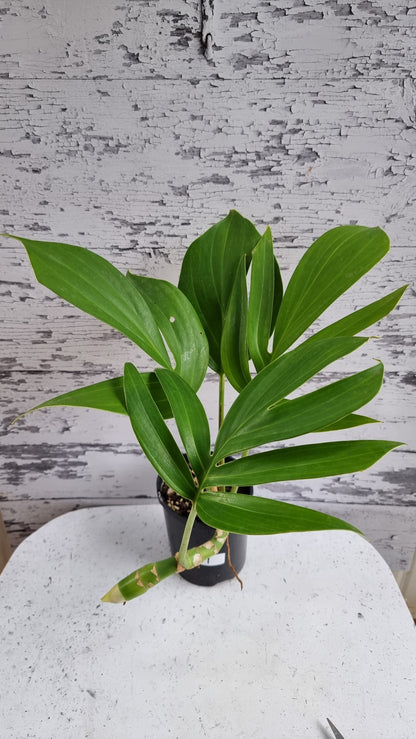 Rhaphidophora decursiva - Dragons Tail Plant