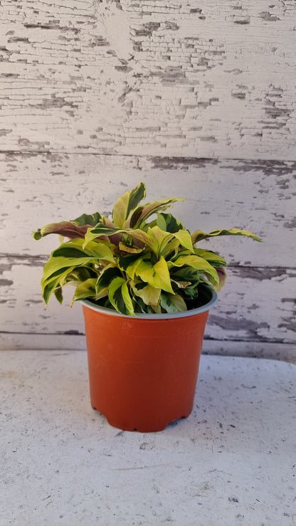 Goeppertia (Calathea) louisae ‘Thai Beauty’