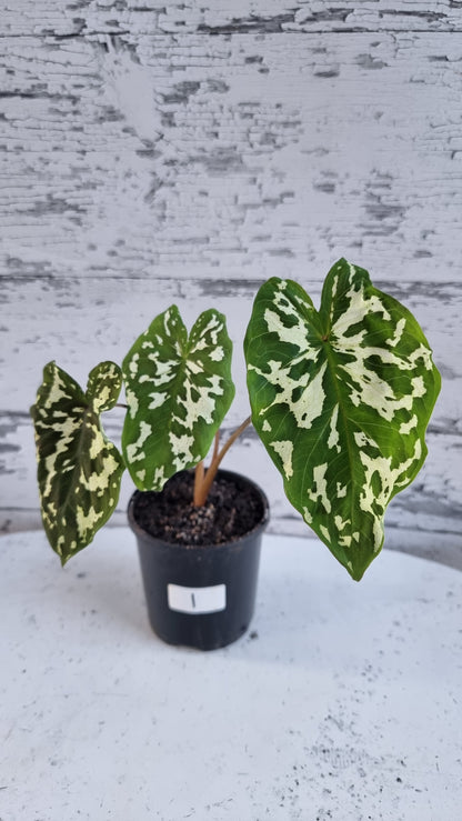 Caladium praetermissum 'Hilo Beauty' - Camouflage Elephant Ear