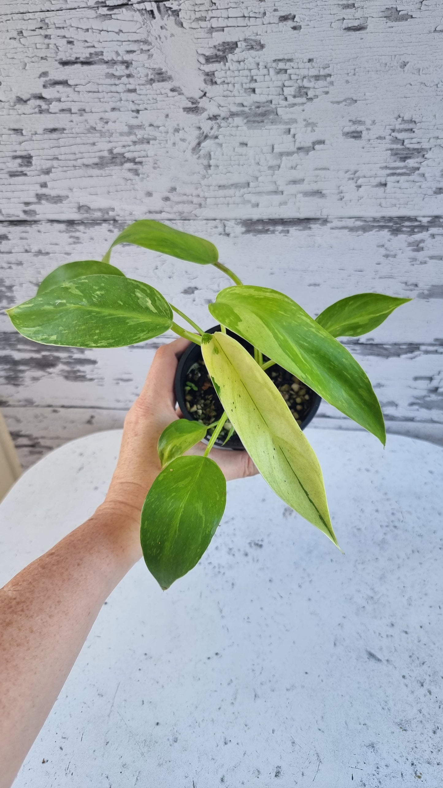 Philodendron 'Jose Buono'